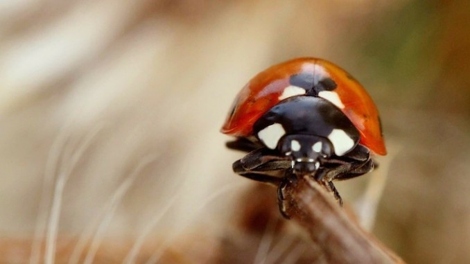 Ladybug