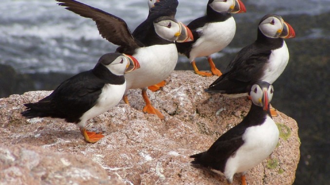 Atlantic Puffins Atlantic Puffins