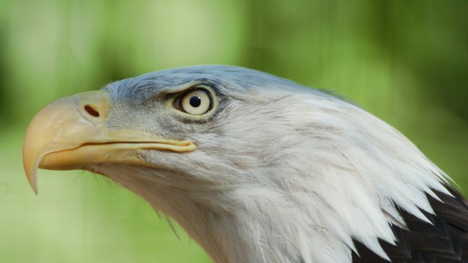 Bald Eagle Bald Eagle