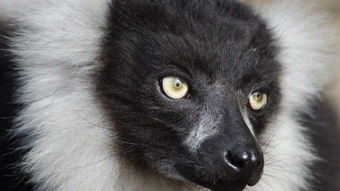 Black White Ruffed Lemur Black White Ruffed Lemur