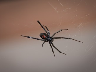 Black Widow Spider