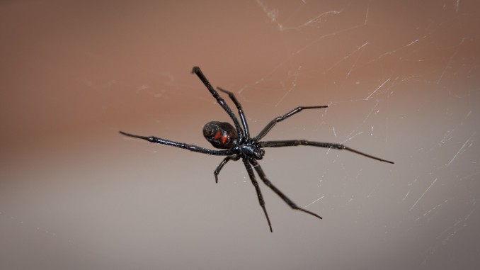 Black Widow Spider