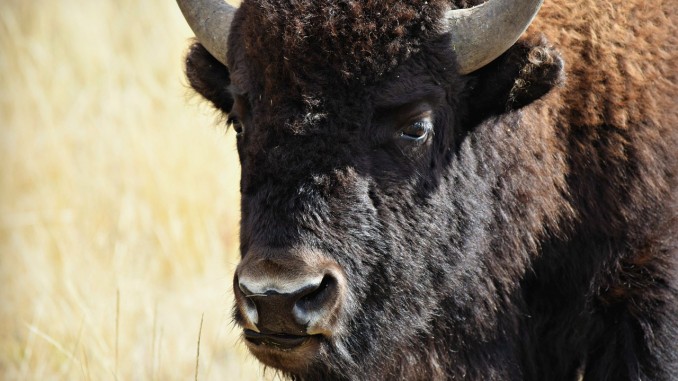 Buffalo