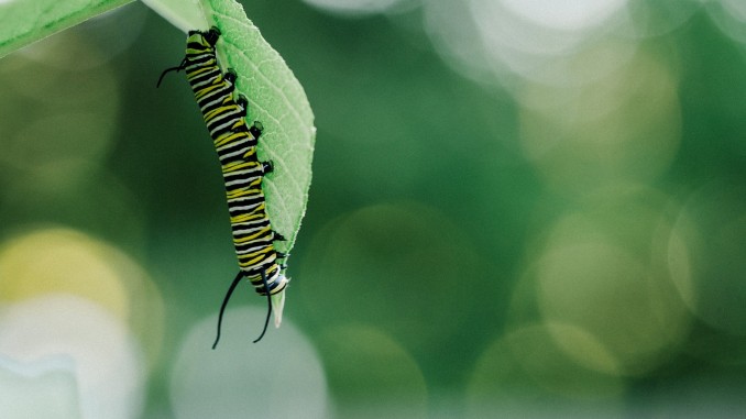 Caterpillar