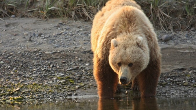 Coastal Brown Bear Coastal Brown Bear