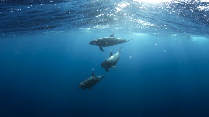Dolphins Dolphins