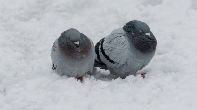 Dove Couple