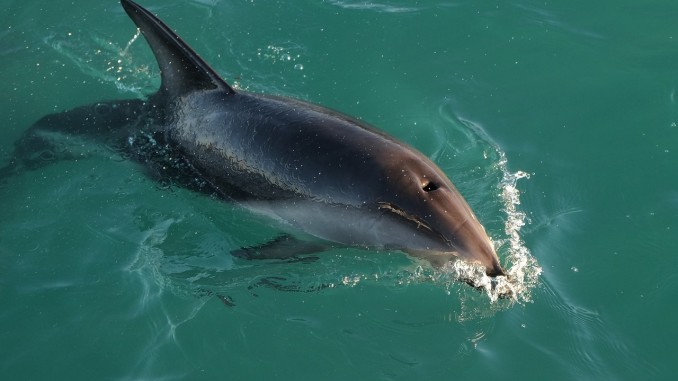 Dusky Dolphin