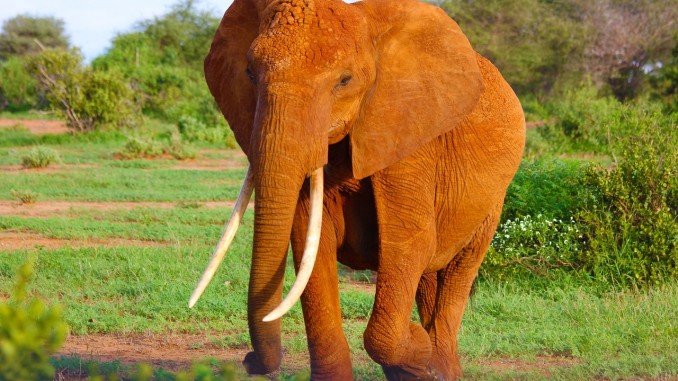 Elephant Elephant
