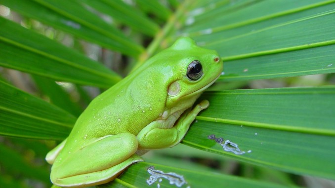 Frog Leave Frog Leave