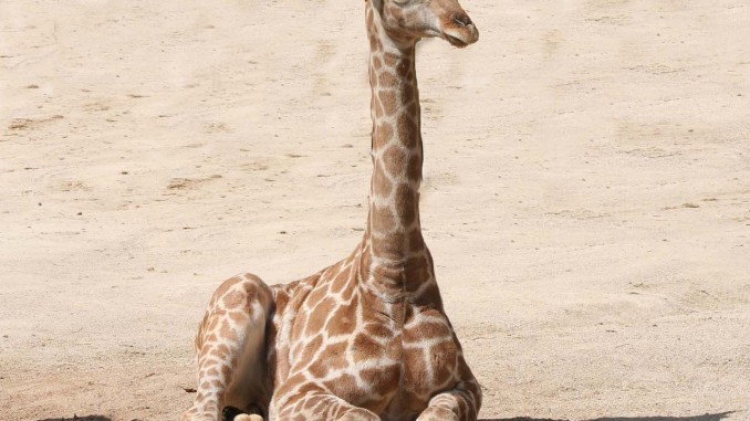 Giraffe Baby