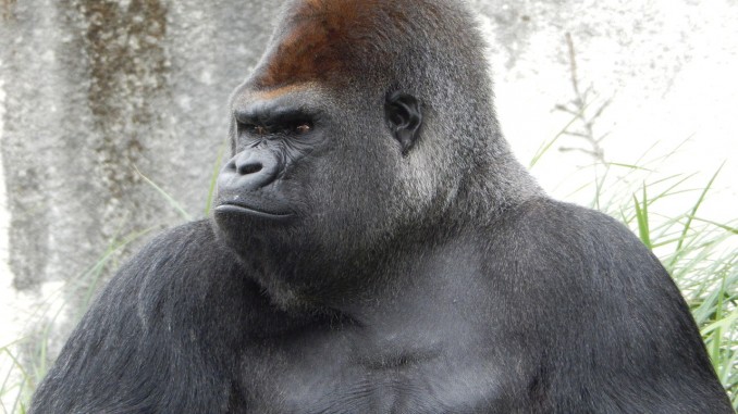 Gorilla