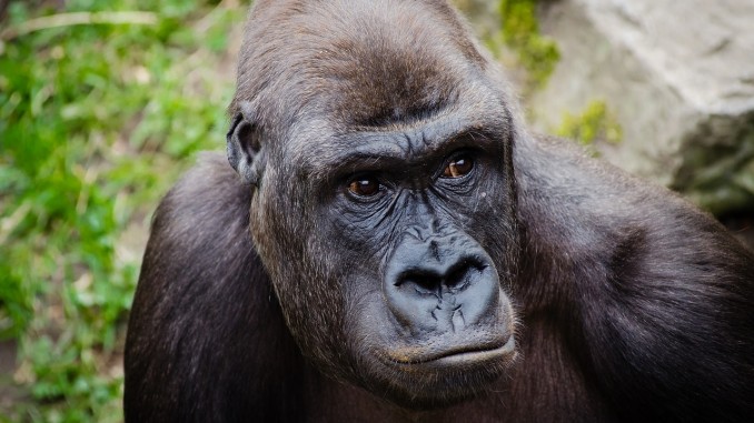 Gorilla Sitting