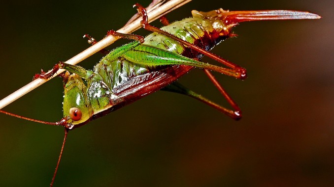 Grasshopper Grasshopper