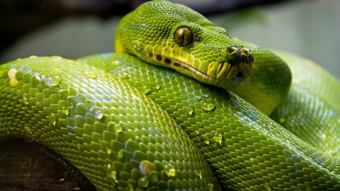 Green Tree Python