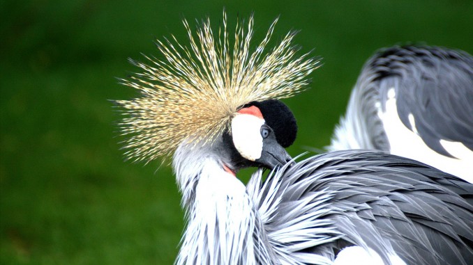 Grey Crowned Crane Grey Crowned Crane