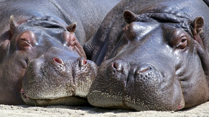 Hippo