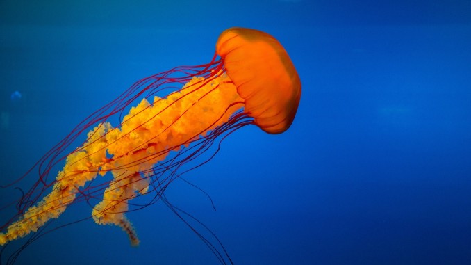 Jellyfish Jellyfish