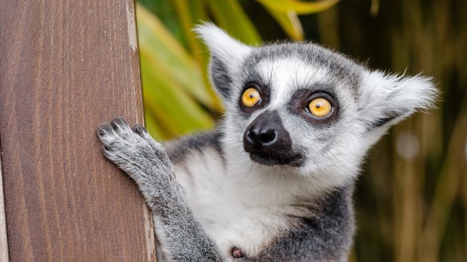 Lemur Lemur