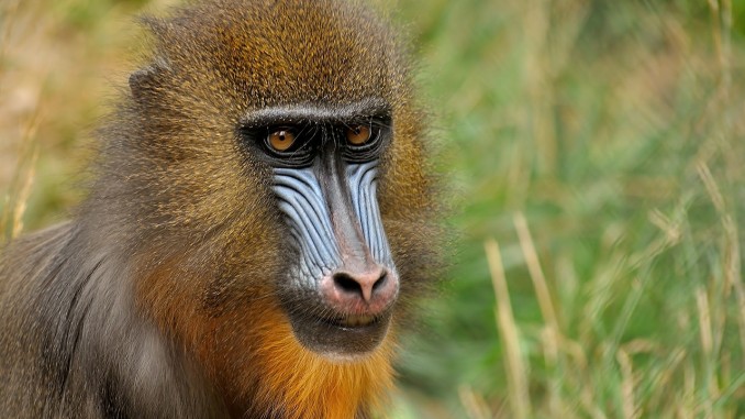 Mandrill
