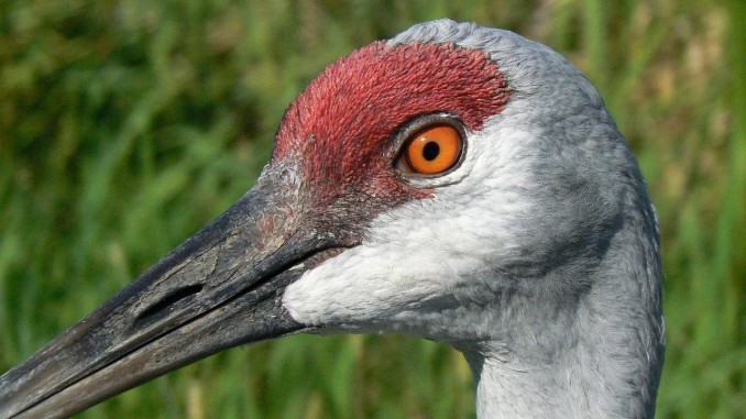 Sandhill Crane