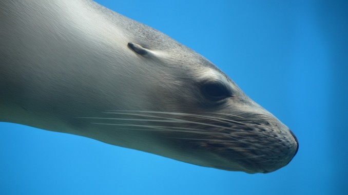 Seal Diving