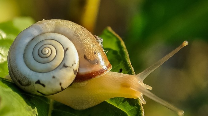 Snail Snail