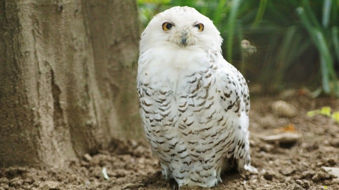 Snowy Owl Snowy Owl