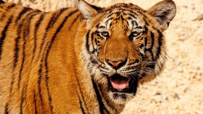 Tiger Tiger
