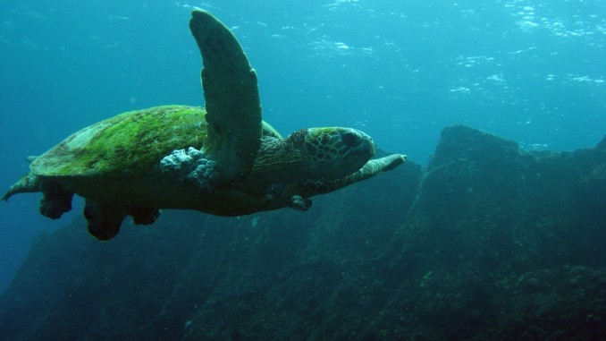 Turtle Water