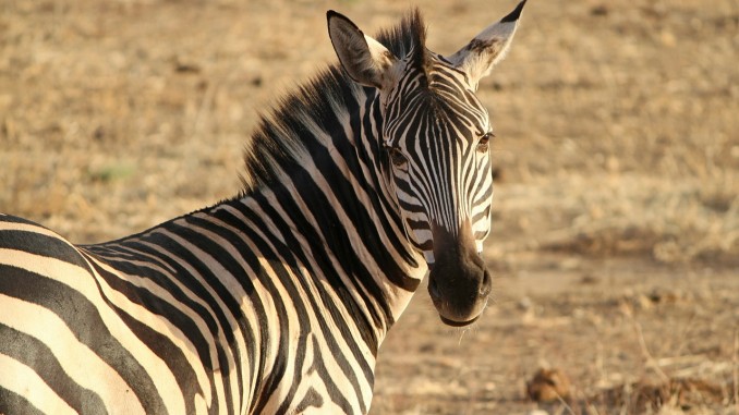 Zebra