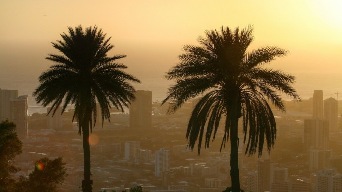 Palm Dawn