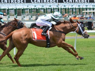Horses Race