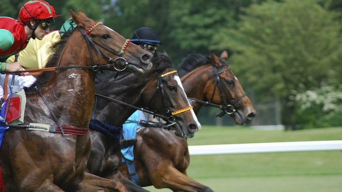 Racecourse Horse Racecourse Horse
