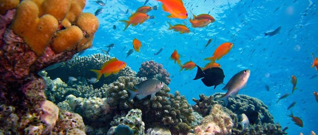 Diving Diving