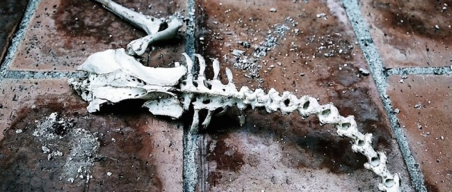 Fossil Fossil