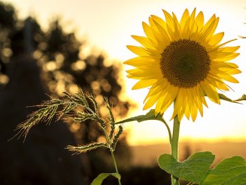 Sunflower